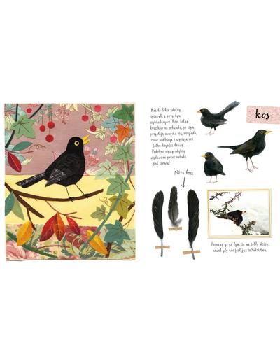 Mały atlas ptaków Ewy i Pawła Pawlaków- książka dla dzieci